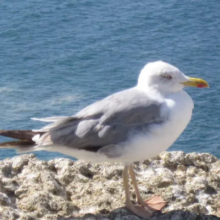 Seethesea Appartement