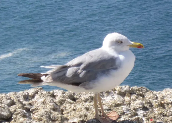 Seethesea דירה